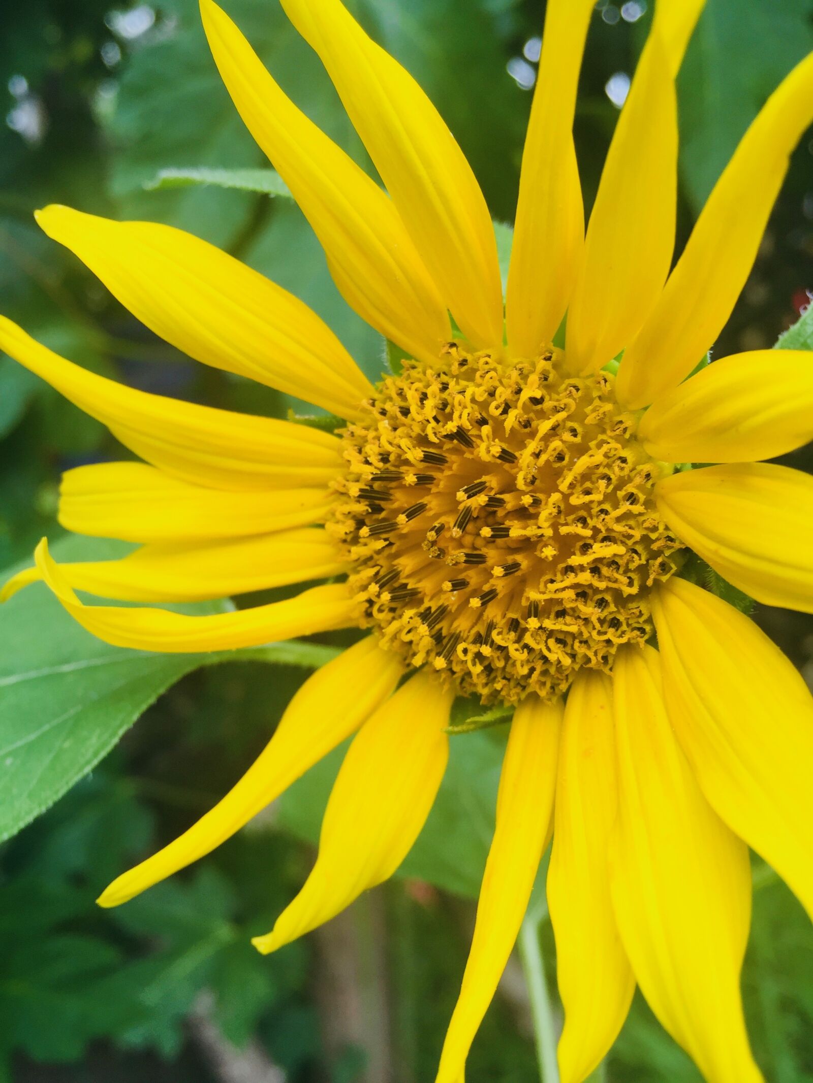 Apple iPhone 6 sample photo. Sunflower, flora, yellow photography