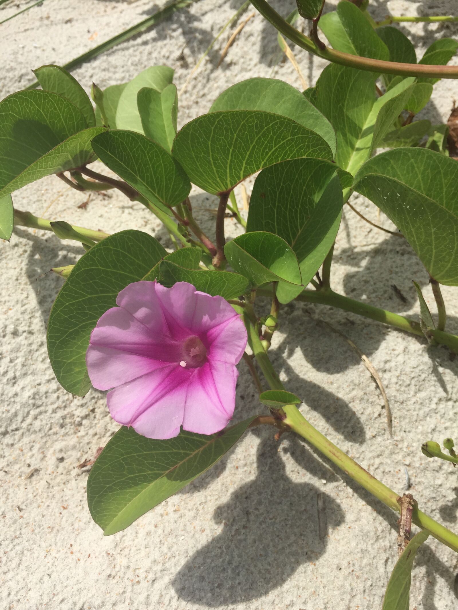 Apple iPhone 6 sample photo. Beach, wildflower, summer photography