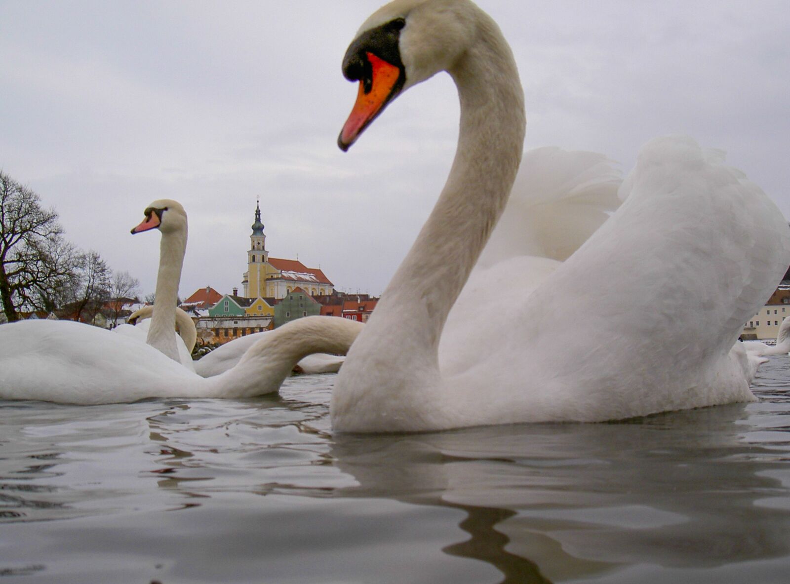 KONICA MINOLTA DIGITAL CAMERA KD-400Z sample photo. Swan, white, fluffy photography