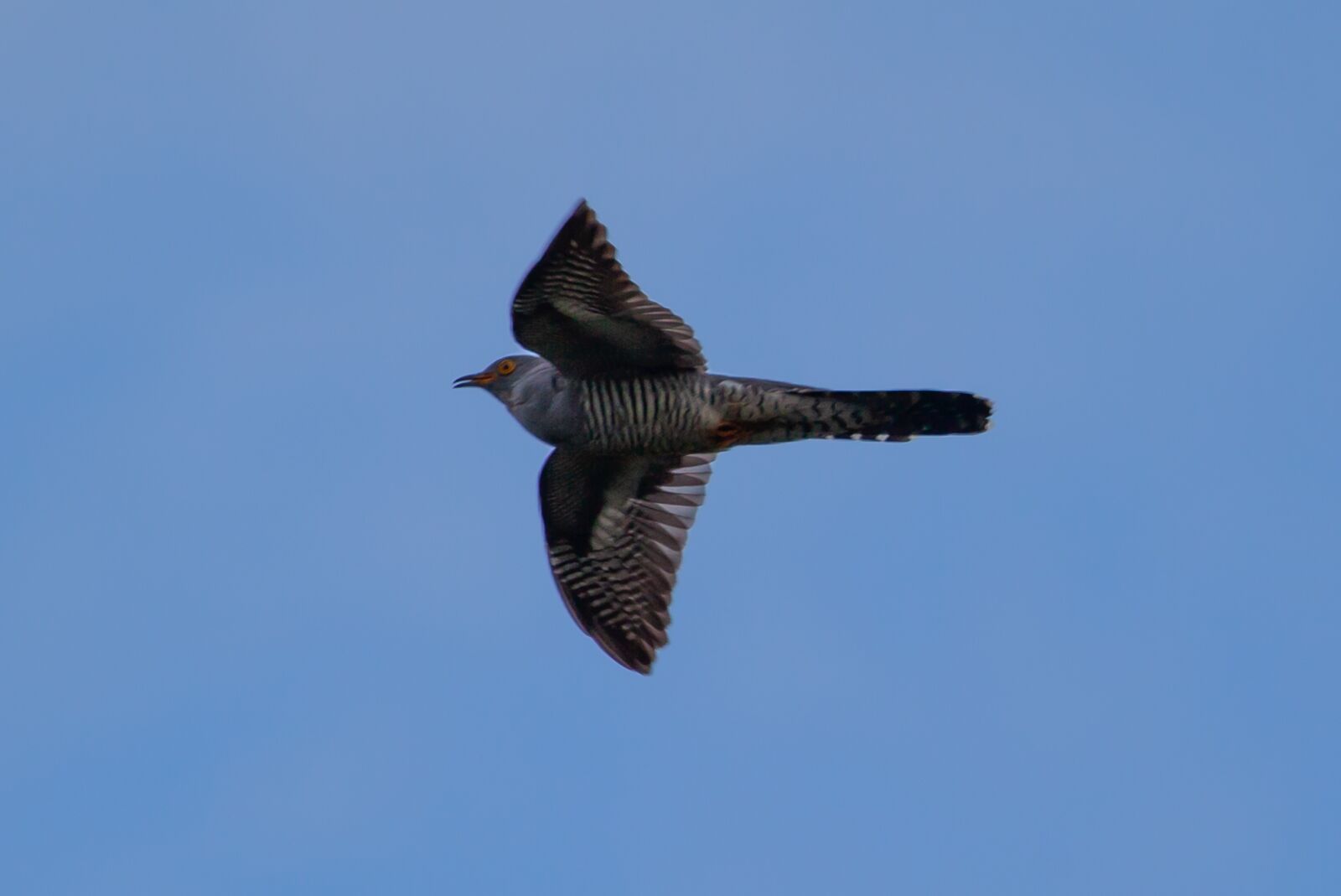 Canon EOS 5D Mark II + Canon EF 100-400mm F4.5-5.6L IS II USM sample photo. Cuckoo, eurasian cuckoo, flying photography