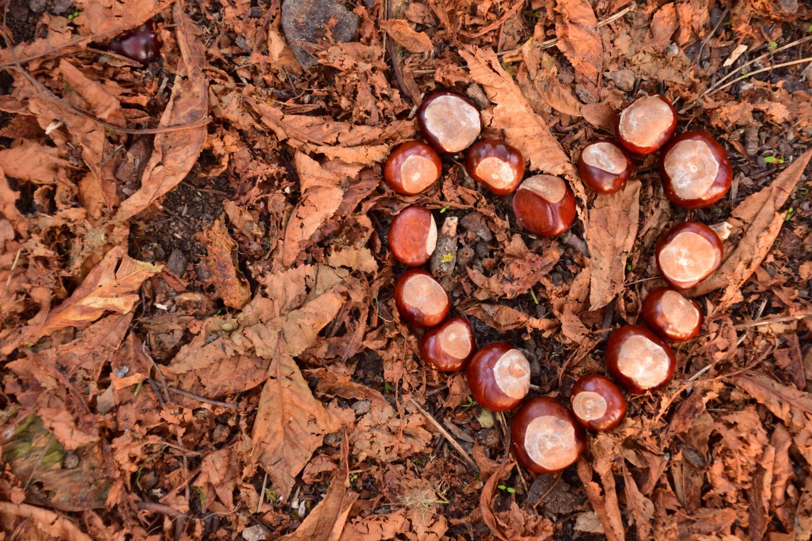 Nikon D3300 sample photo. Leaf, tree, texture,nature, ground photography