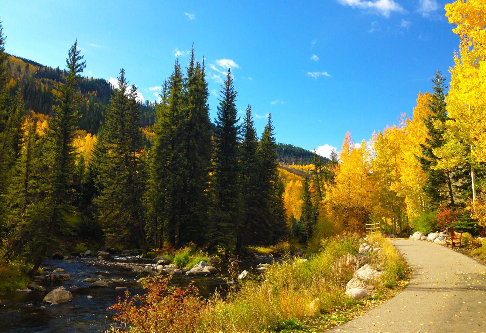 iPhone 5c back camera 4.12mm f/2.4 sample photo. Aspen, autumn, creek, fall photography
