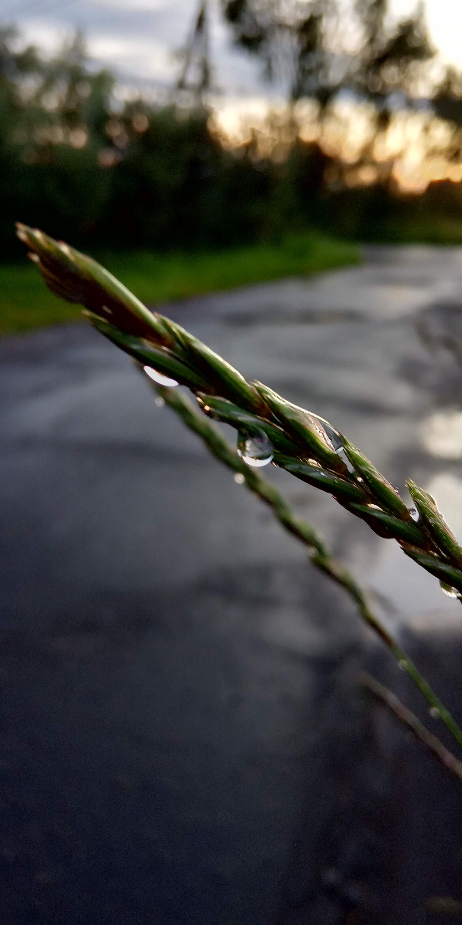 Xiaomi Redmi 6A sample photo. Nature, rain, plant photography