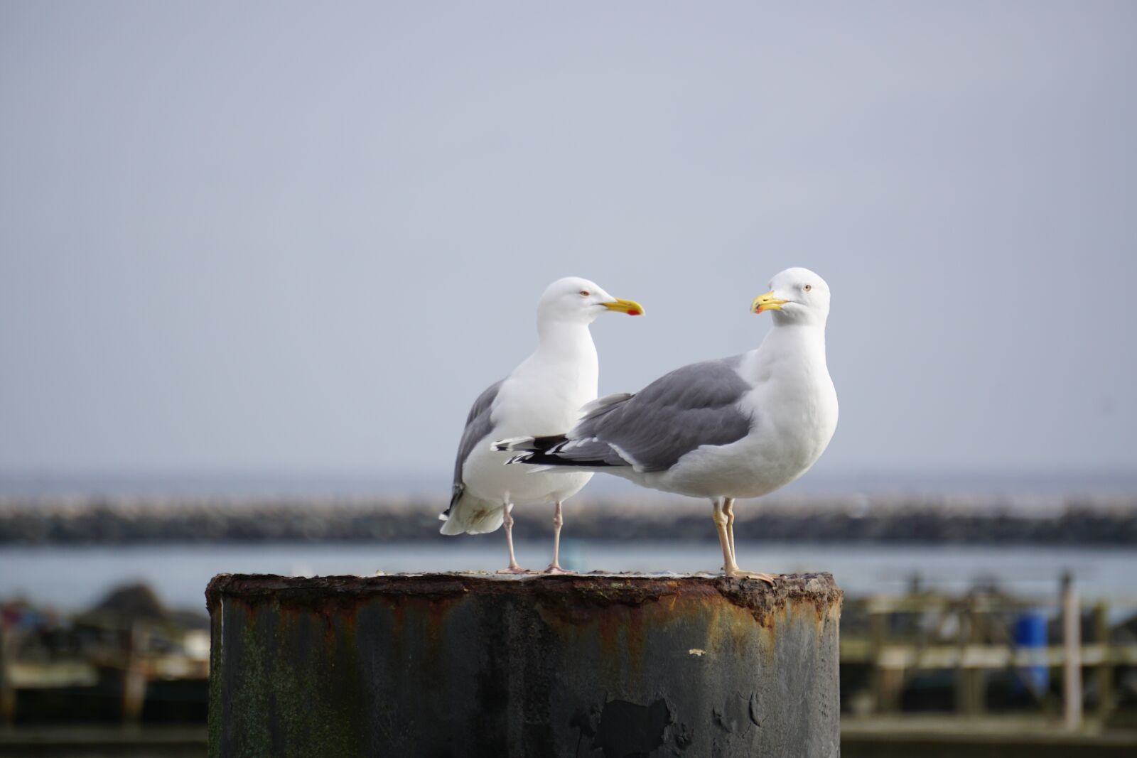 Sony E 55-210mm F4.5-6.3 OSS sample photo. Gull, lake, bird photography