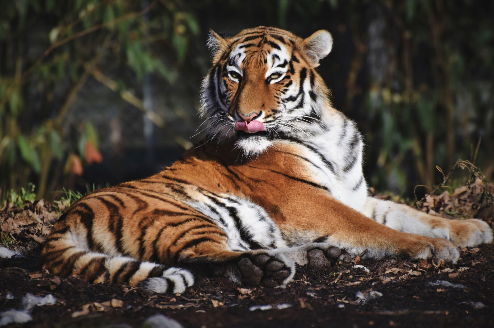 Nikon D7200 sample photo. Tiger, siberian tiger, big photography