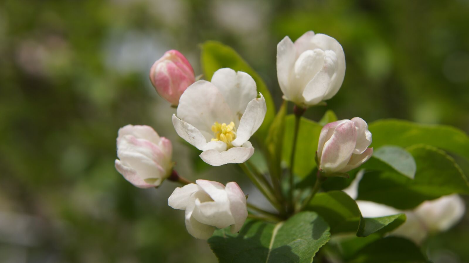 Sony SLT-A55 (SLT-A55V) sample photo. Apple blossom, flower, bush photography