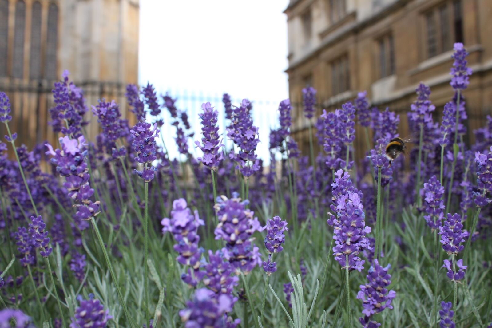 Canon EOS 500D (EOS Rebel T1i / EOS Kiss X3) sample photo. England, university, famous photography