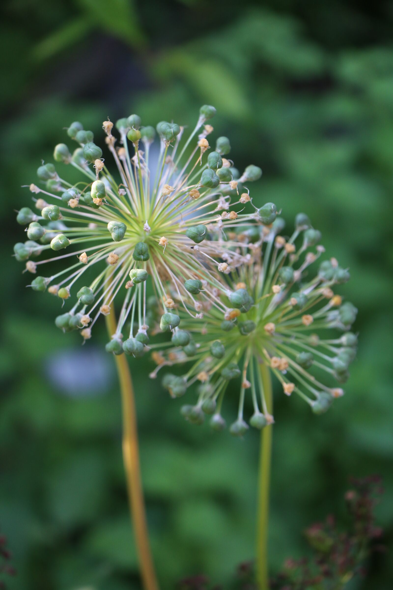 Canon EOS 70D sample photo. Flower, nature, summer photography