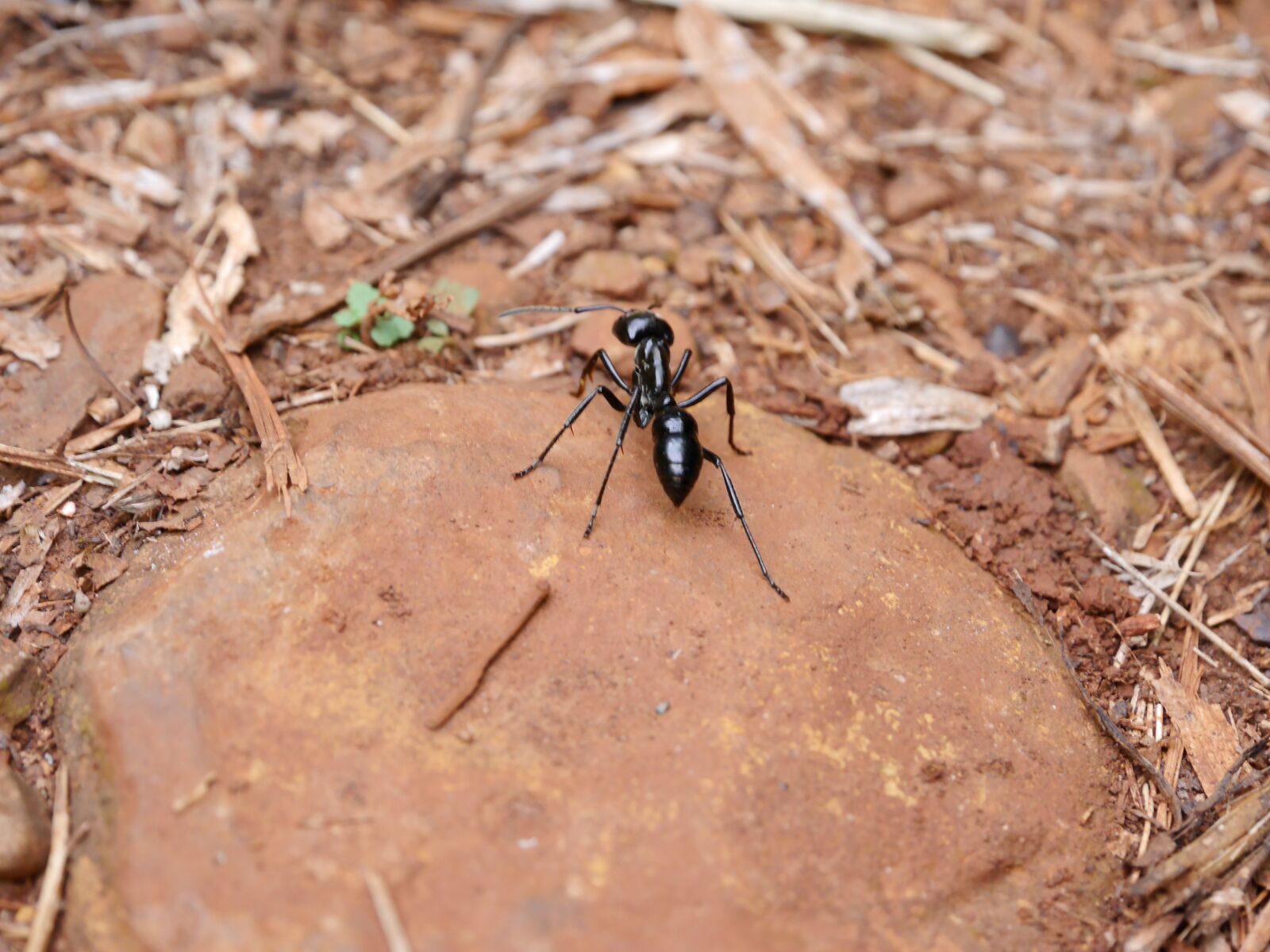 Panasonic Lumix DMC-G6 sample photo. Tiger ant, ant, insect photography