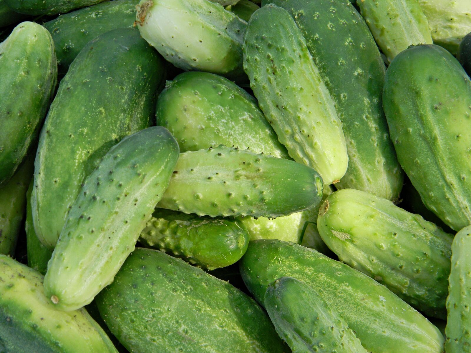 Nikon Coolpix L110 sample photo. Cucumbers, garden, green photography