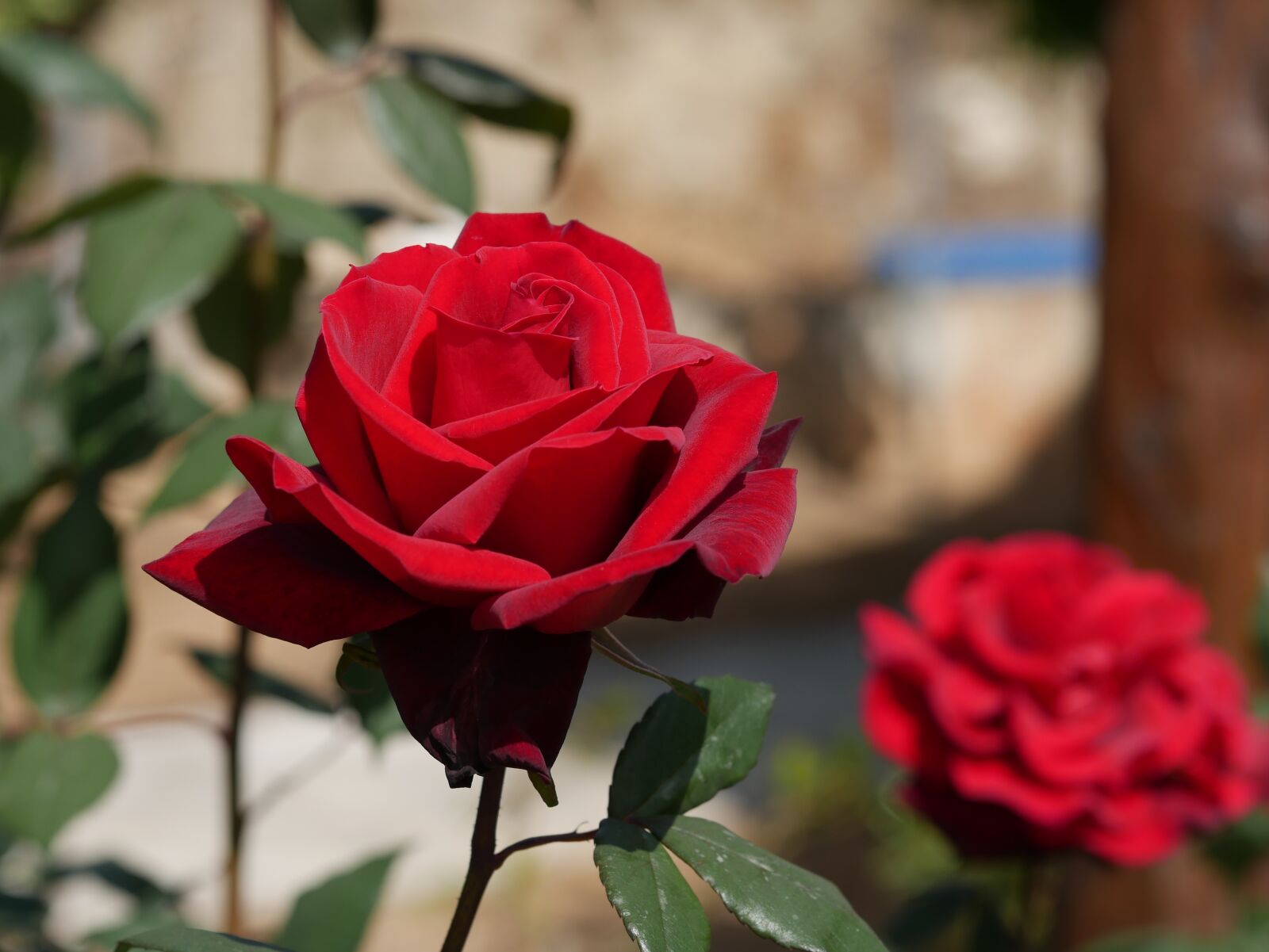 Panasonic DMC-G70 sample photo. Rose, red, cyprus photography