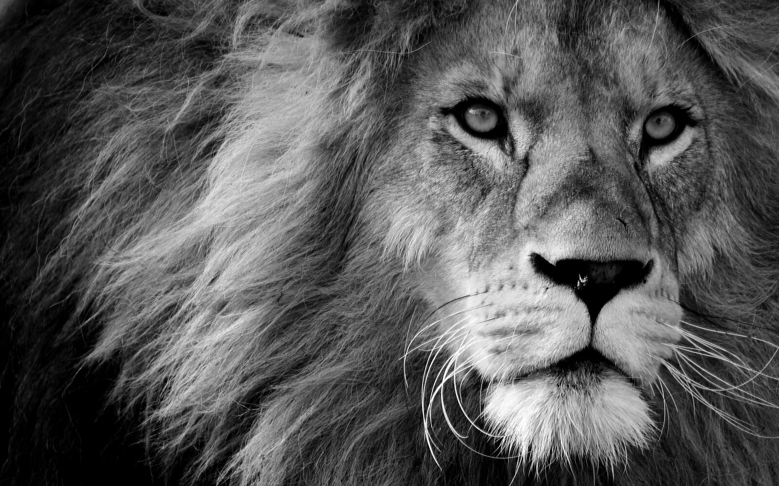Nikon D7200 sample photo. Lion, predator, black and photography