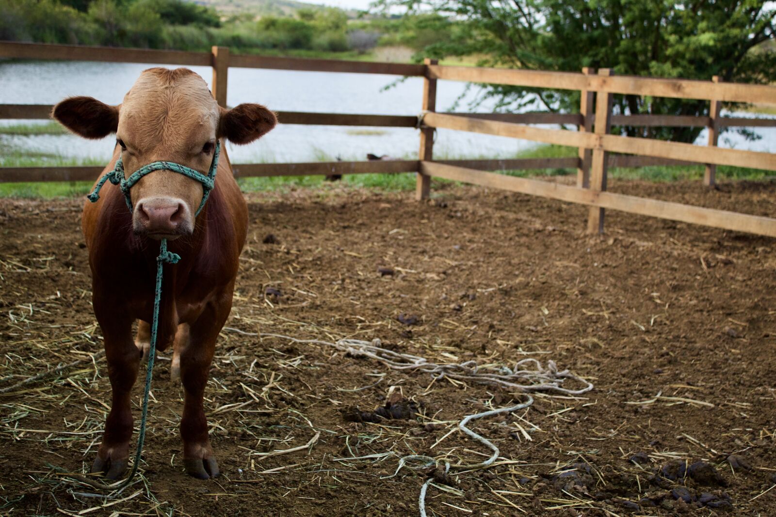 Canon EOS 1300D (EOS Rebel T6 / EOS Kiss X80) sample photo. Boi, animal, cattle photography