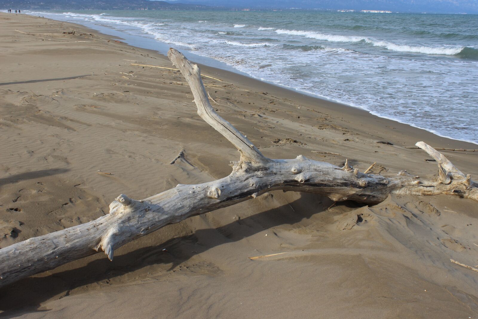 Canon EOS 600D (Rebel EOS T3i / EOS Kiss X5) sample photo. Driftwood, beach, sea photography
