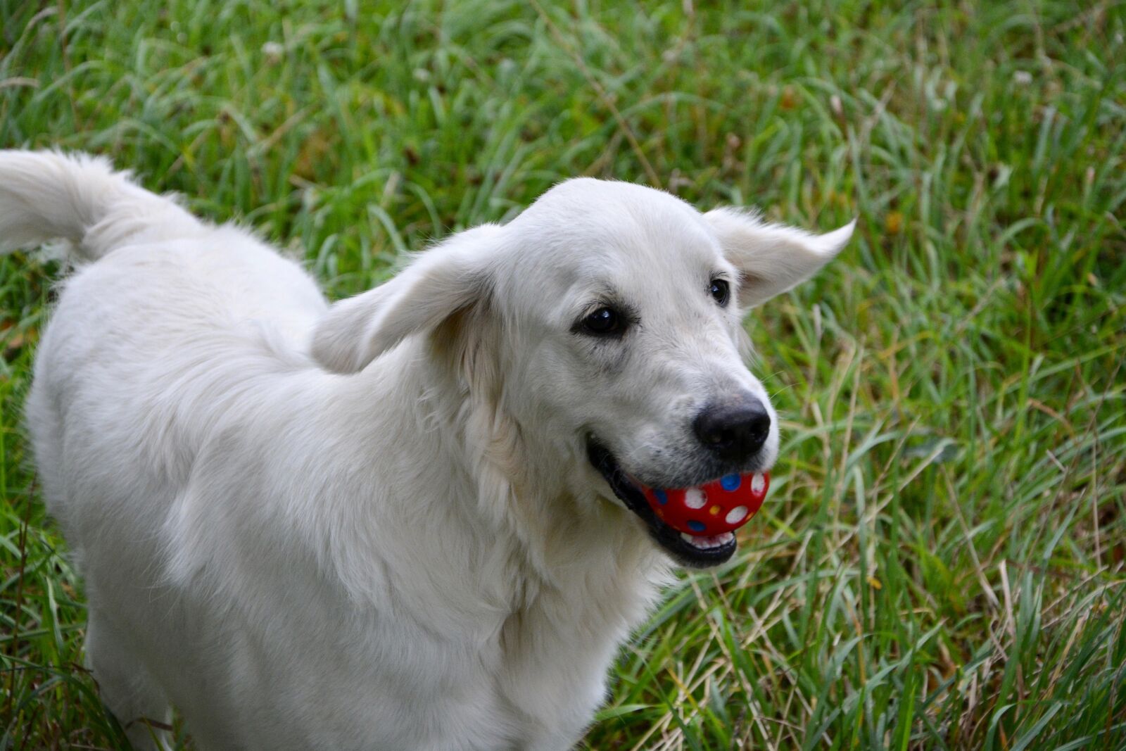 Nikon D5200 sample photo. Dog, bitch, golden retriever photography