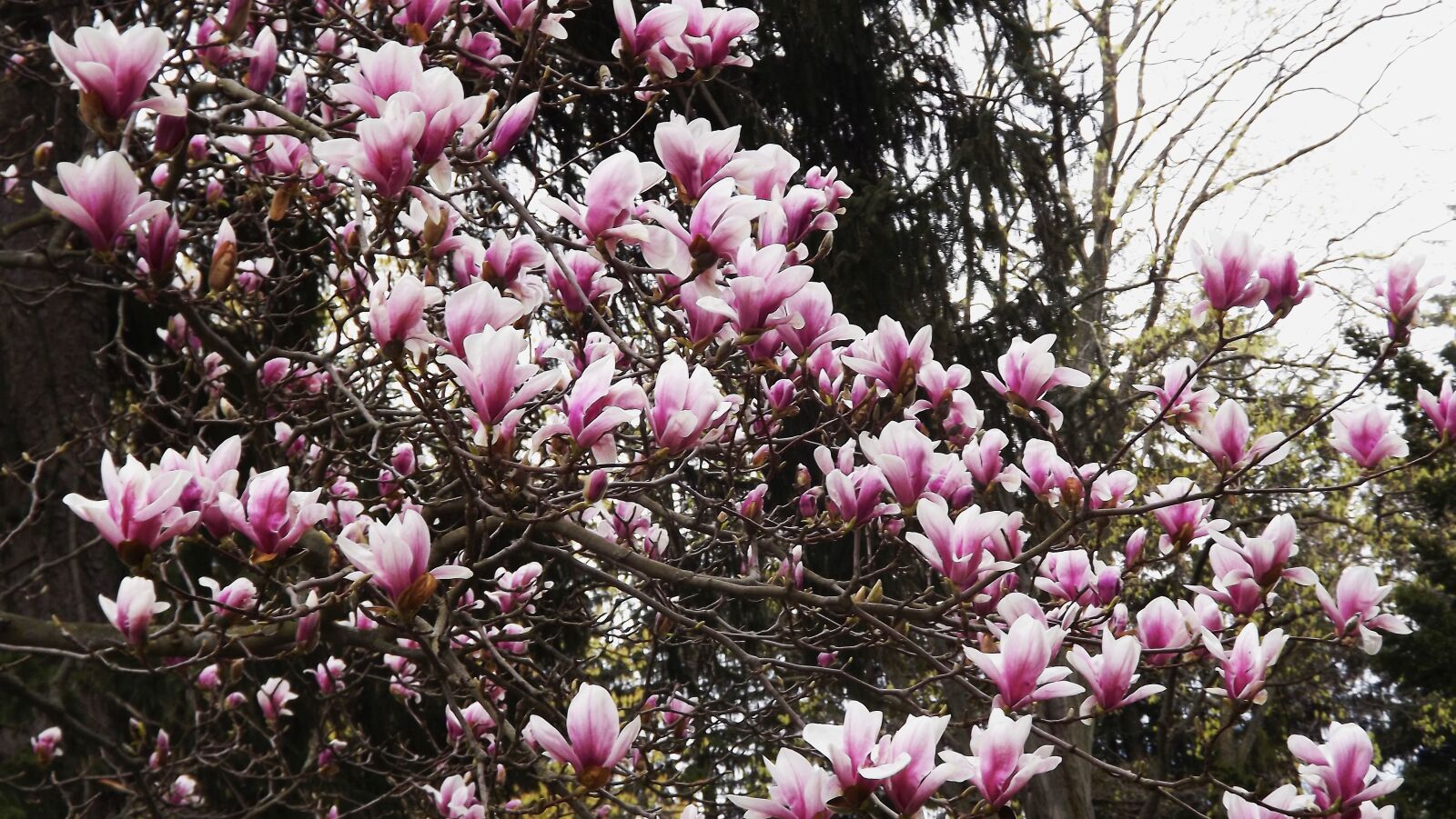 Fujifilm FinePix S3400 sample photo. Spring, tree, magnolia photography