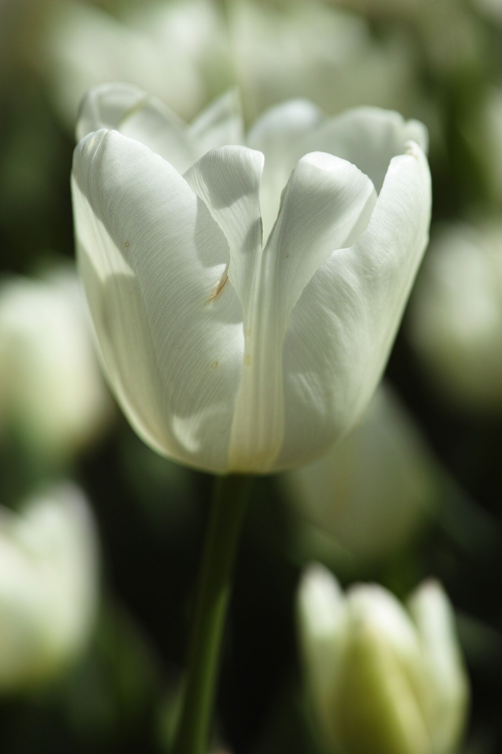 Sigma DP3 Merrill sample photo. Flower, nature, tulips photography