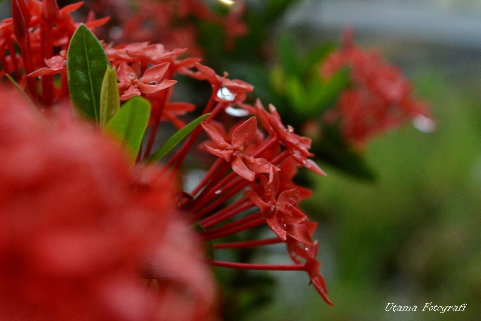 Nikon D3100 sample photo. Beautiful, flowers photography