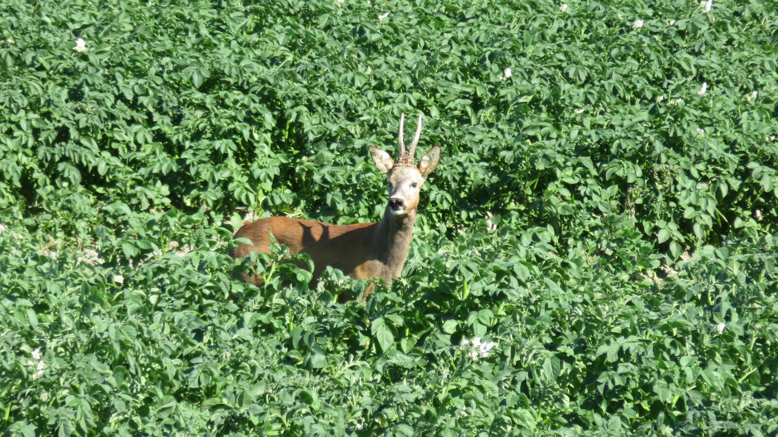 Canon PowerShot SX700 HS sample photo. Reebok, ree, wild photography