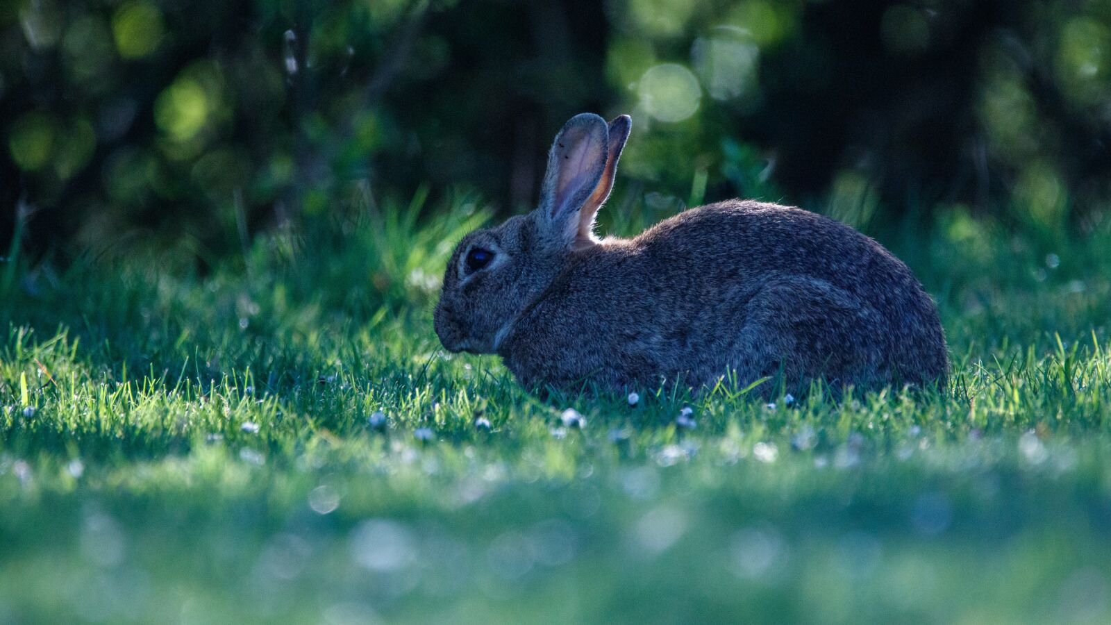 150-600mm F5-6.3 DG OS HSM | Contemporary 015 sample photo. Rabbit, rush, nature photography