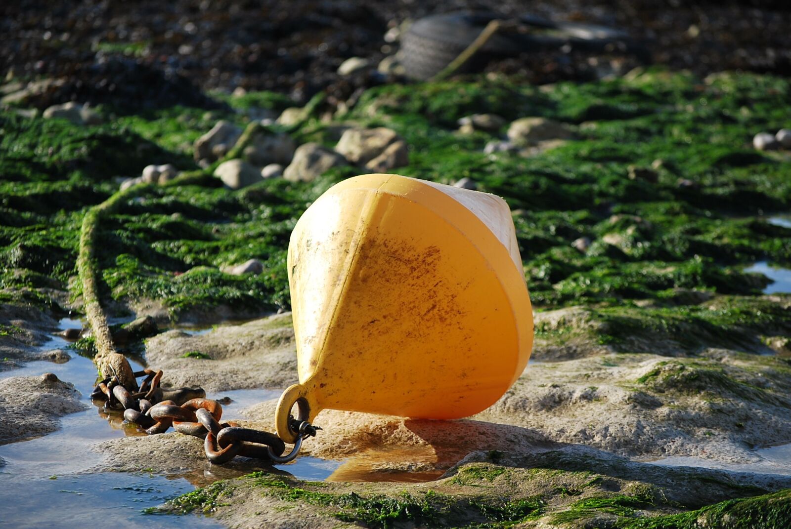 Nikon D60 sample photo. Buoy, yellow, coast photography