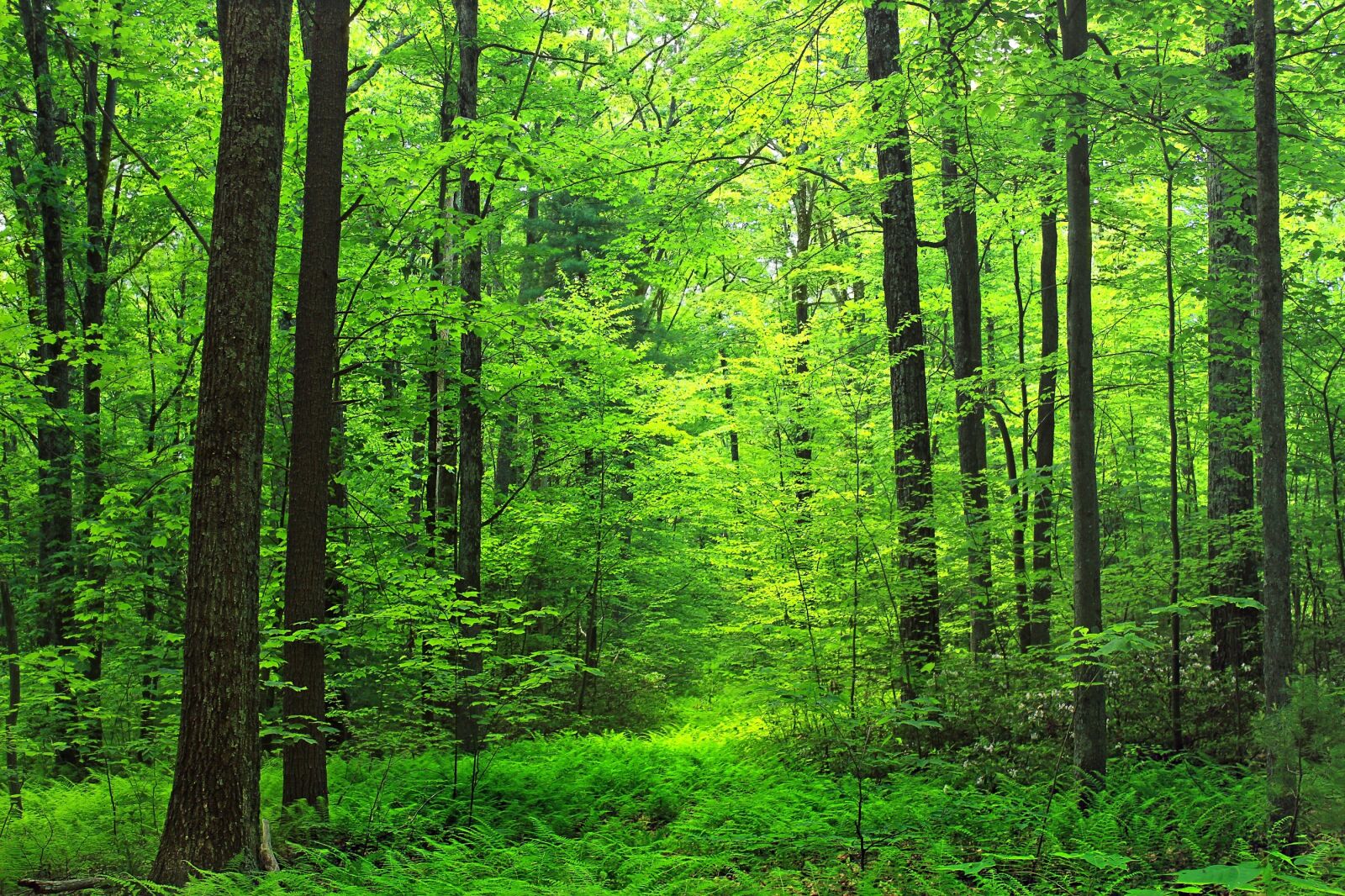 Canon EOS 600D (Rebel EOS T3i / EOS Kiss X5) sample photo. Woods, forest, path photography