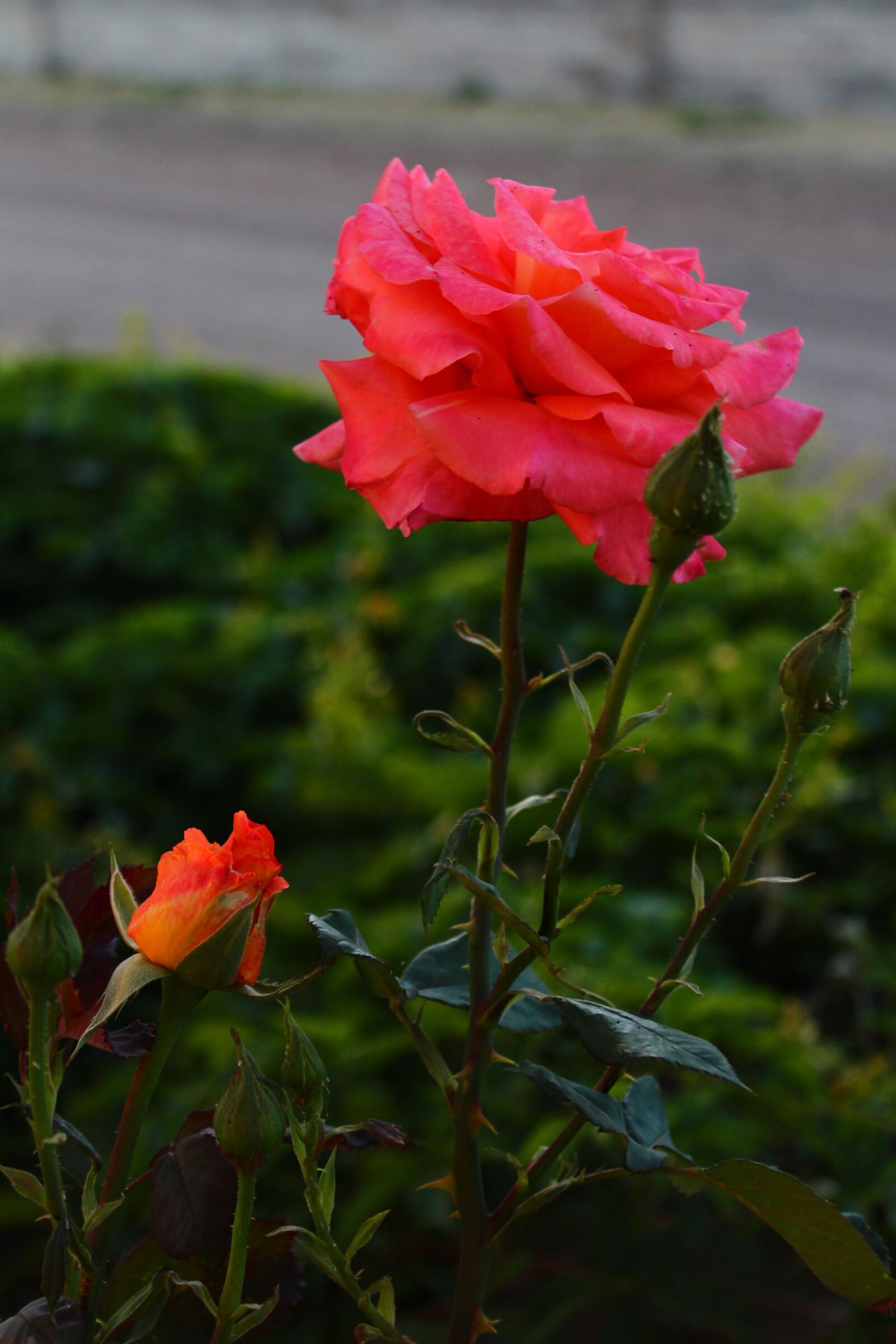 Canon EOS 1200D (EOS Rebel T5 / EOS Kiss X70 / EOS Hi) sample photo. Rose, pink, nature photography