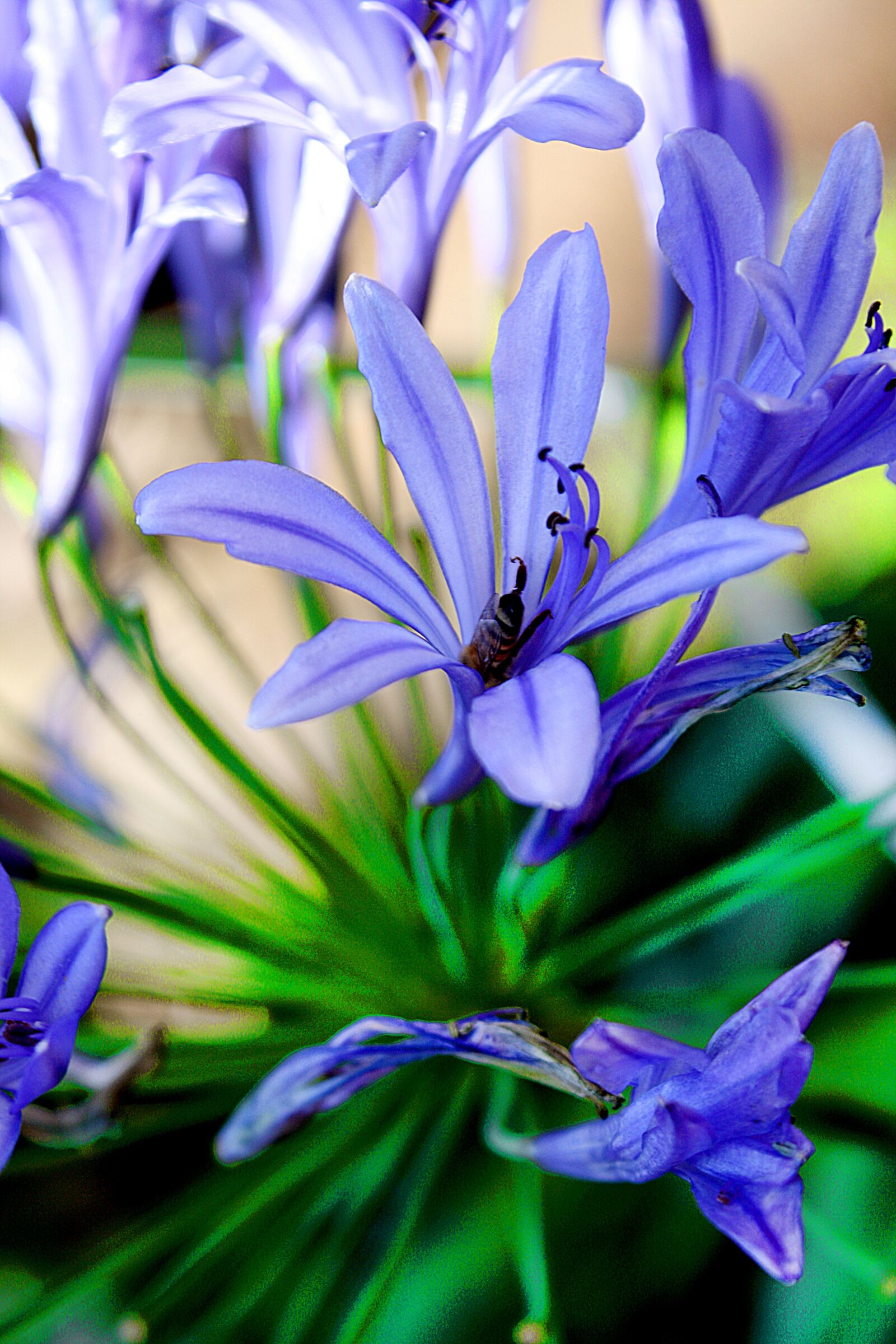 Canon EOS 1000D (EOS Digital Rebel XS / EOS Kiss F) sample photo. Flowers, blue, garden photography