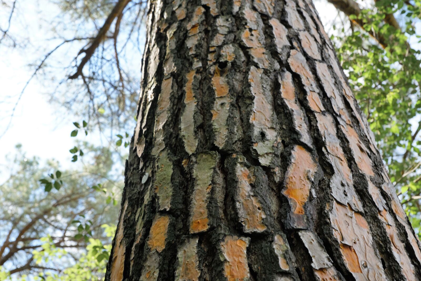 Sony ILCA-77M2 + Sony DT 16-50mm F2.8 SSM sample photo. Tree, wood, nature photography