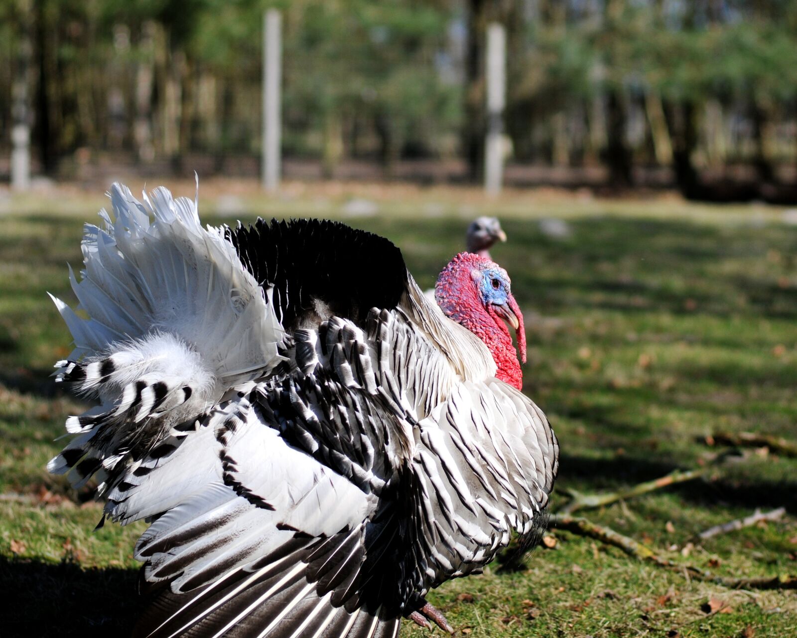 Nikon D300S sample photo. Turkey, animal, wild photography