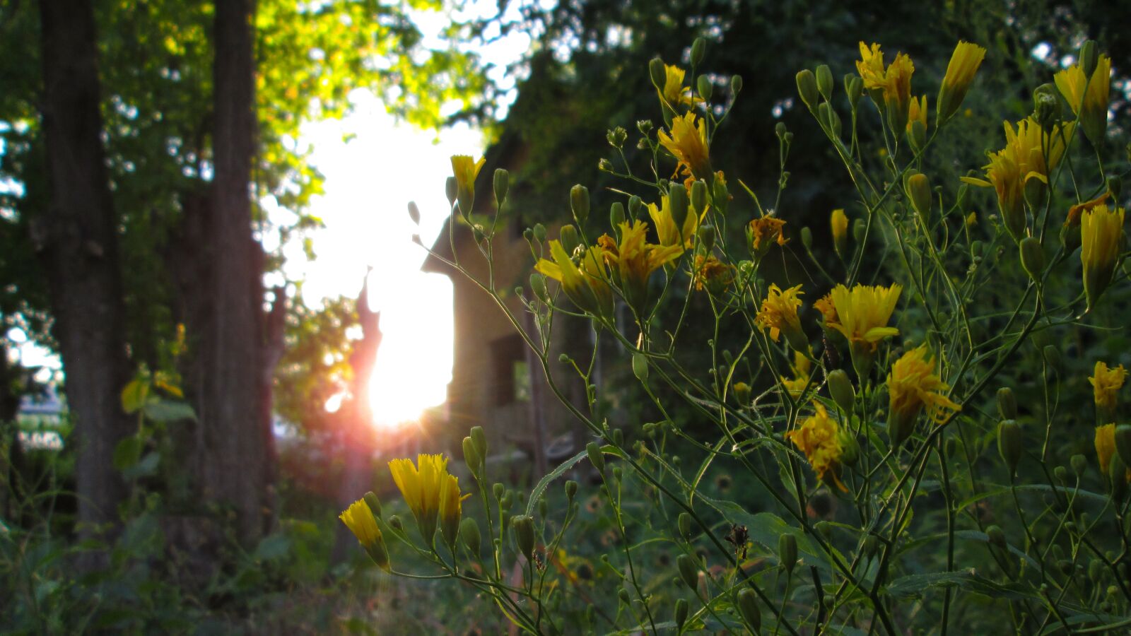Canon PowerShot A810 sample photo. Sunset, garden, flowers photography