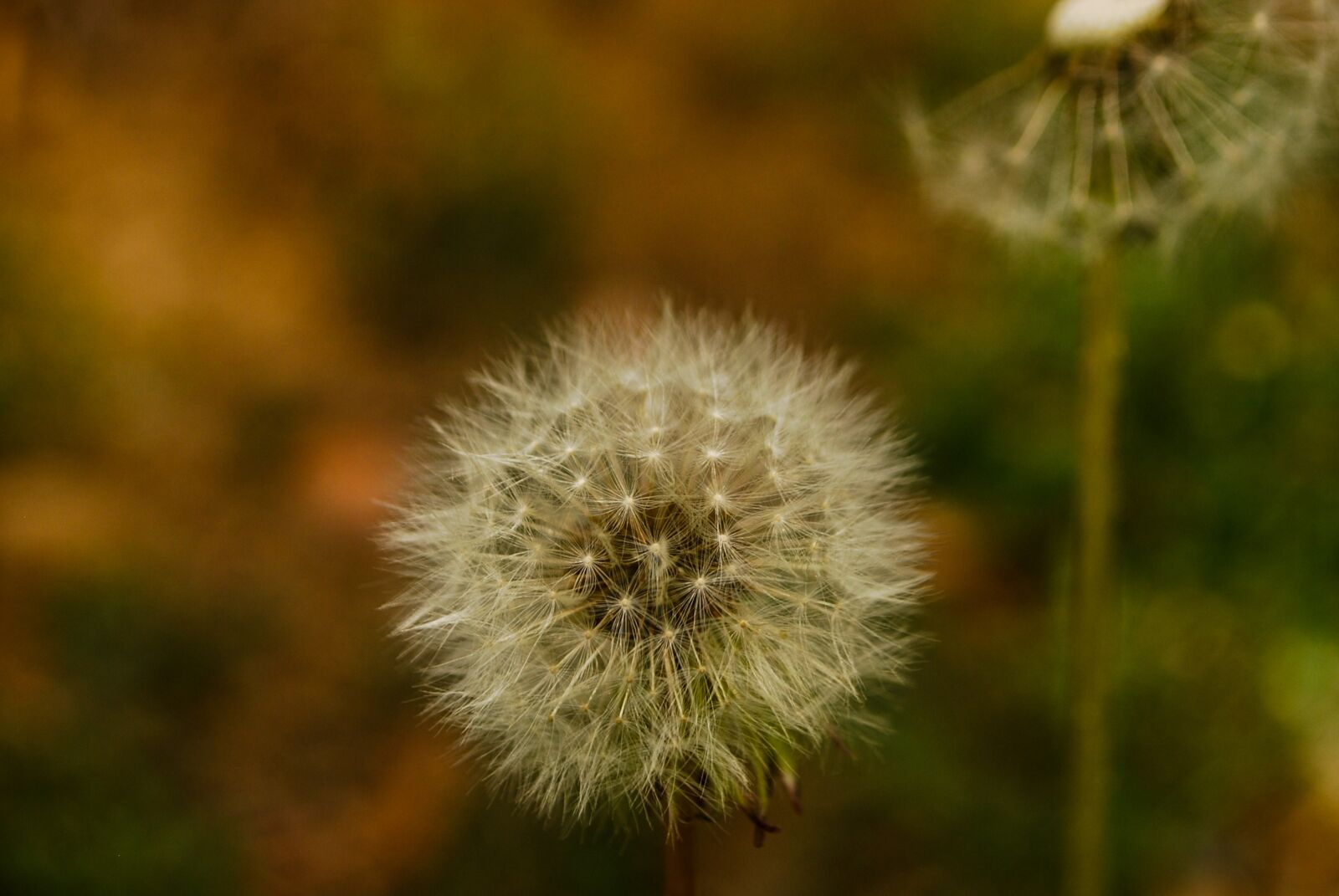 Nikon D60 sample photo. Tooth, of, leon photography
