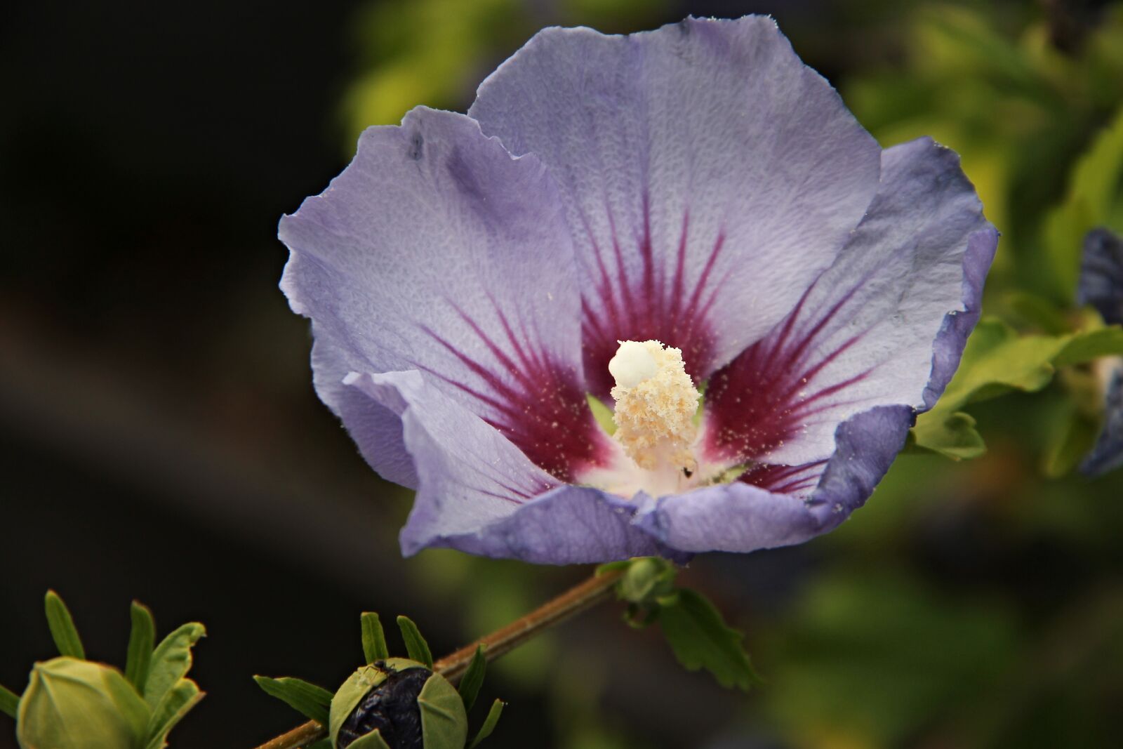 Canon EOS 1100D (EOS Rebel T3 / EOS Kiss X50) sample photo. Hibiscus, hibiscus syriacus, hibiscus photography