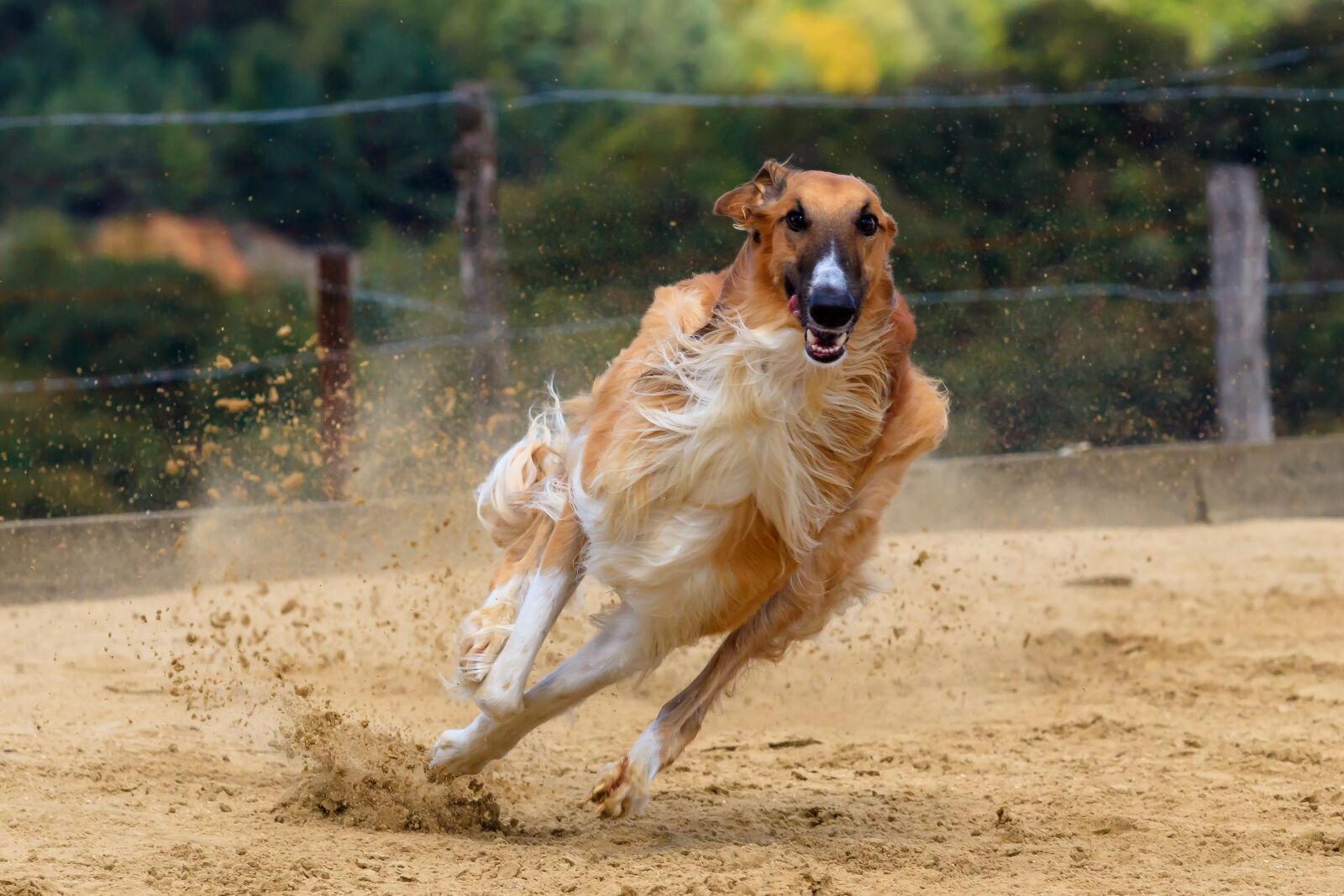 Canon EOS 80D sample photo. Dog, greyhound, pet photography