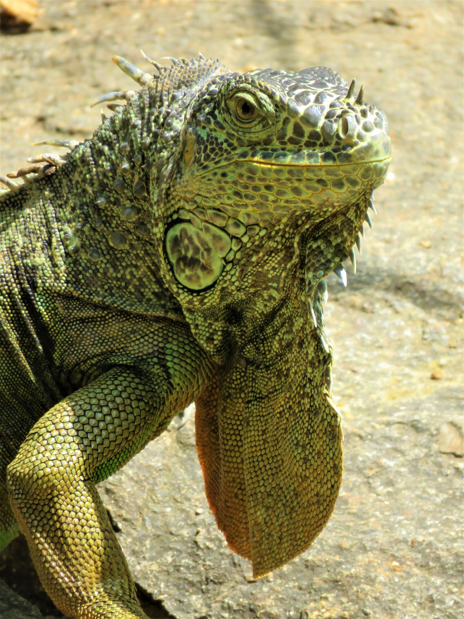 Canon PowerShot SX60 HS sample photo. Iguana, lizard, dragon photography