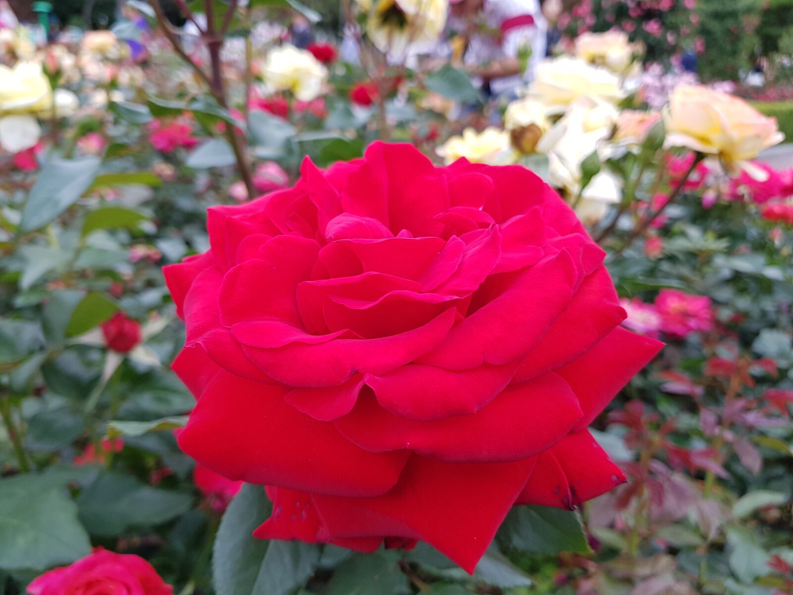 Samsung Galaxy S8 sample photo. Rose, park, korea photography