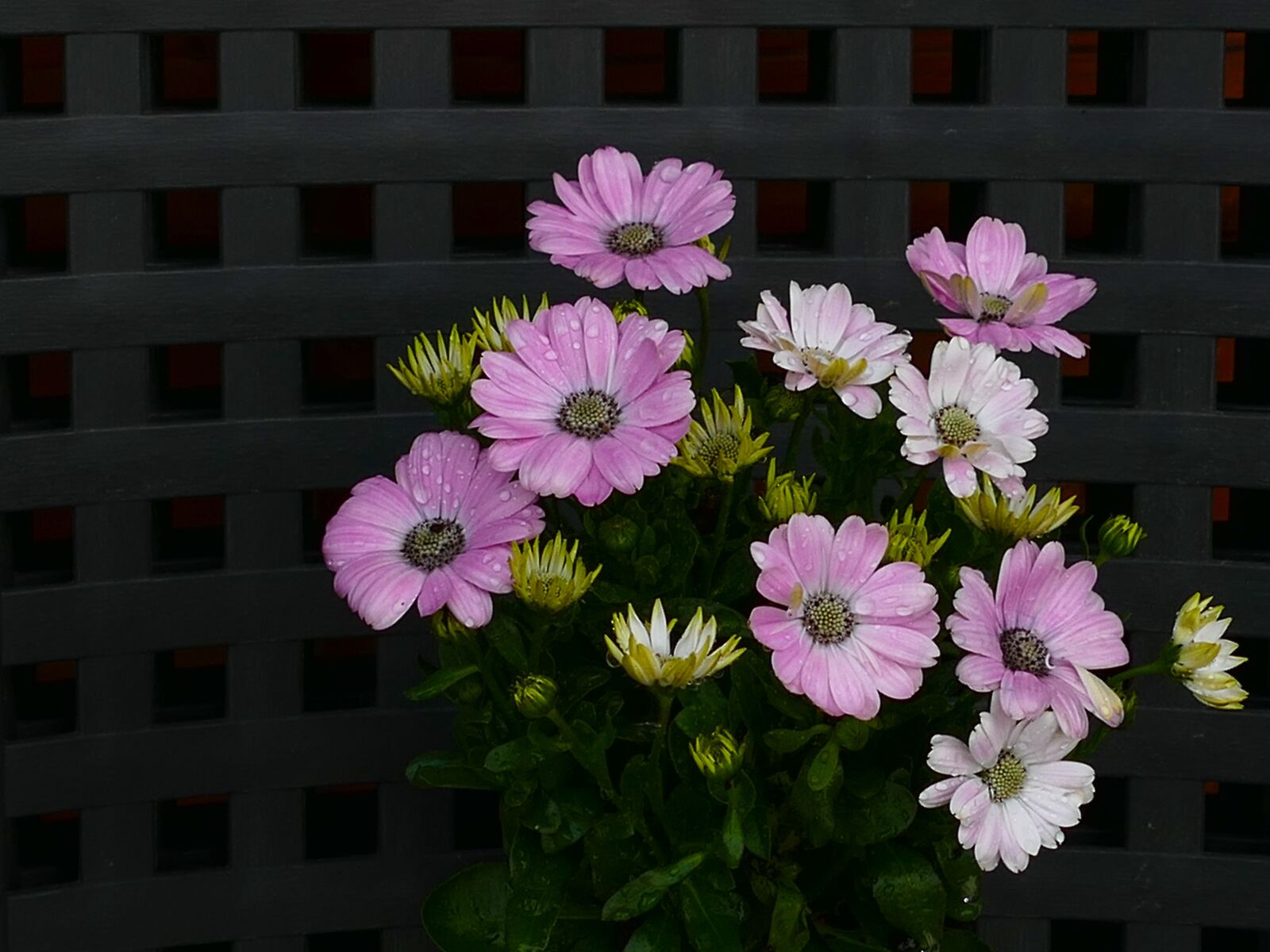 Panasonic Lumix DMC-FZ1000 sample photo. Cape basket, osteospermum, flower photography