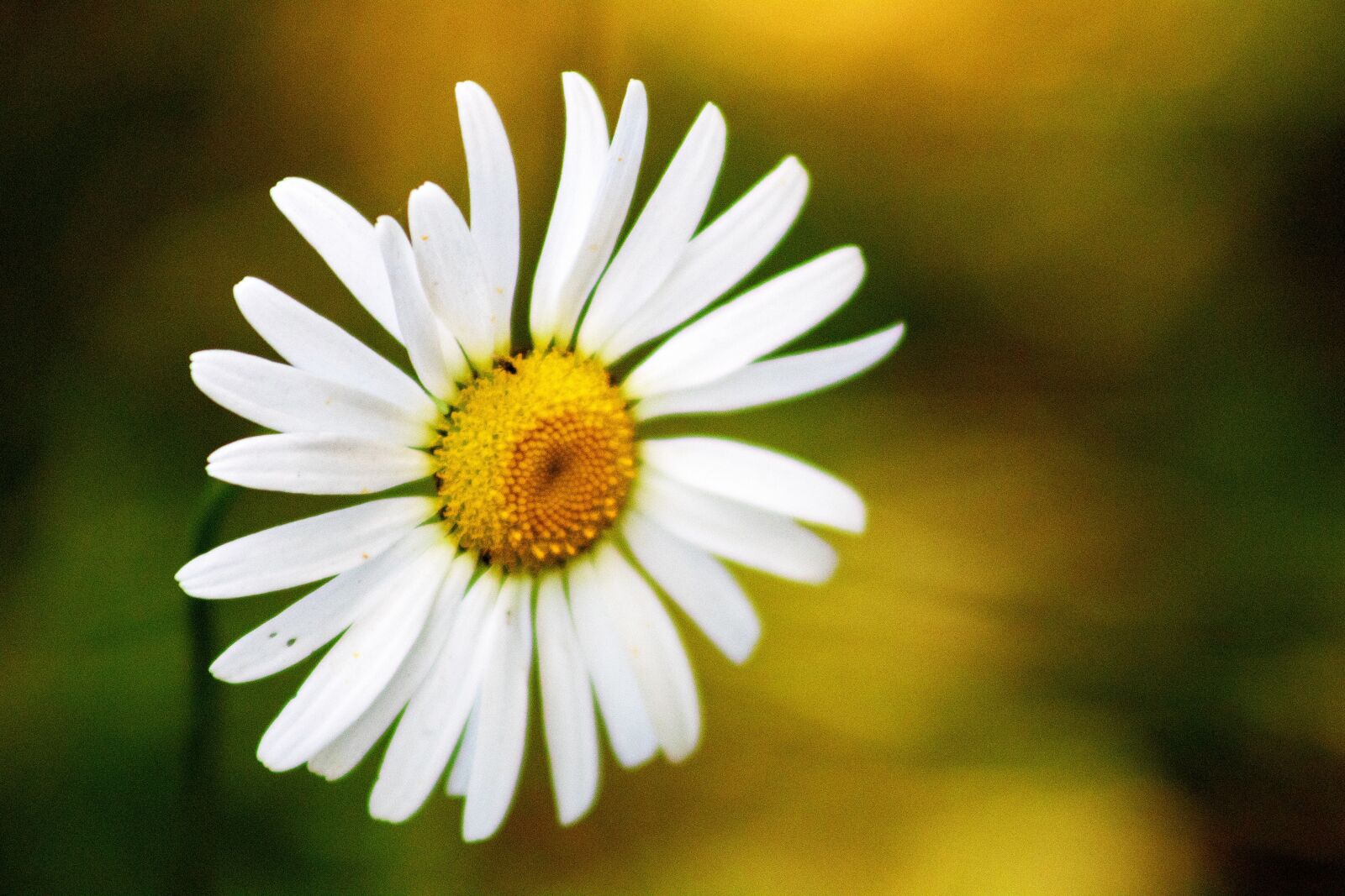 Canon EOS 1300D (EOS Rebel T6 / EOS Kiss X80) sample photo. Flower, daisy, meadow photography