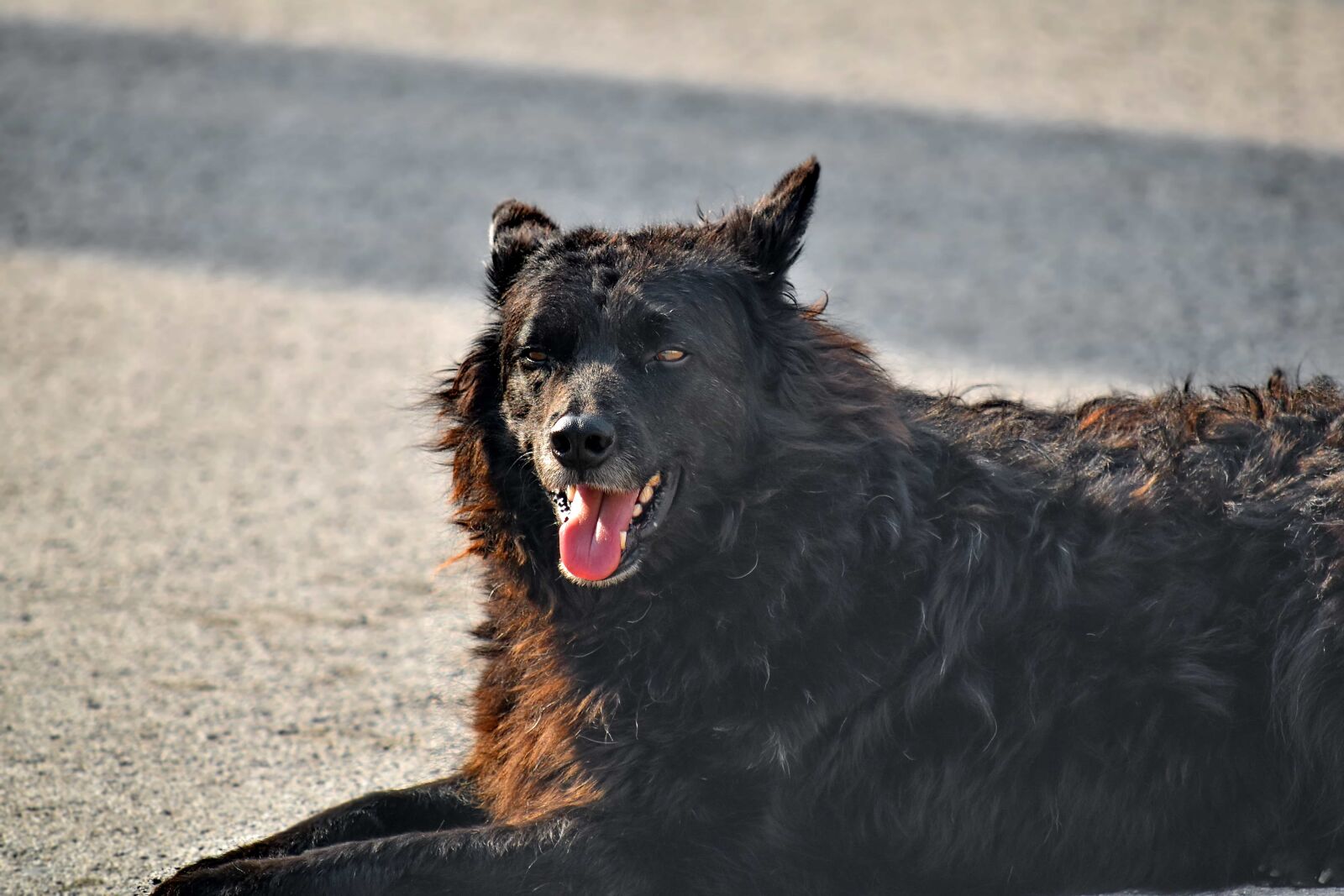 Nikon D5500 sample photo. Beautiful photo, dog, laying photography