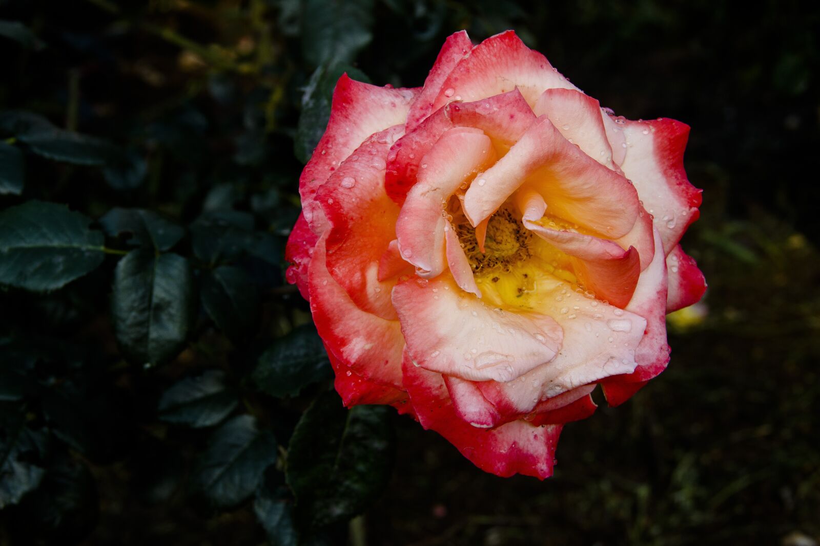 Canon EOS 650D (EOS Rebel T4i / EOS Kiss X6i) sample photo. Rose, flower, beautiful flower photography