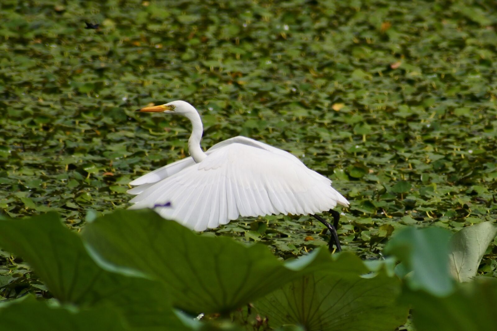 VR 70-300mm f/4.5-6.3G sample photo. Animal, lake, heron photography