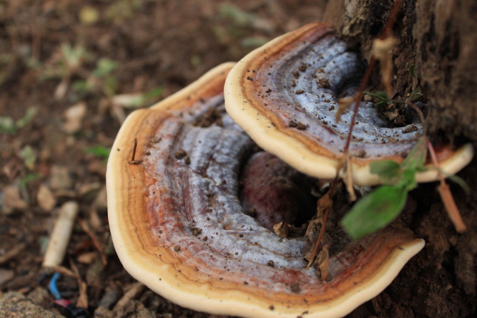 Canon EOS 500D (EOS Rebel T1i / EOS Kiss X3) sample photo. Mushroom, nature, tropical photography