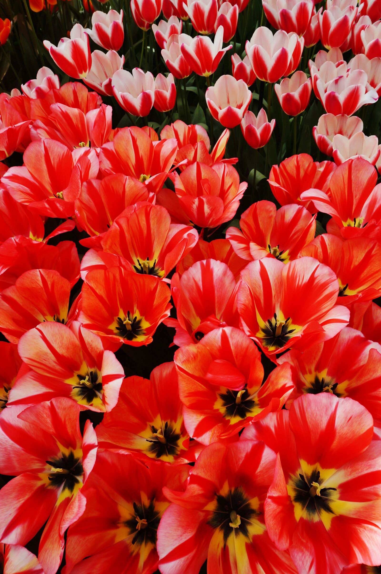 Sony Alpha NEX-3N sample photo. Holland, netherlands, flower photography
