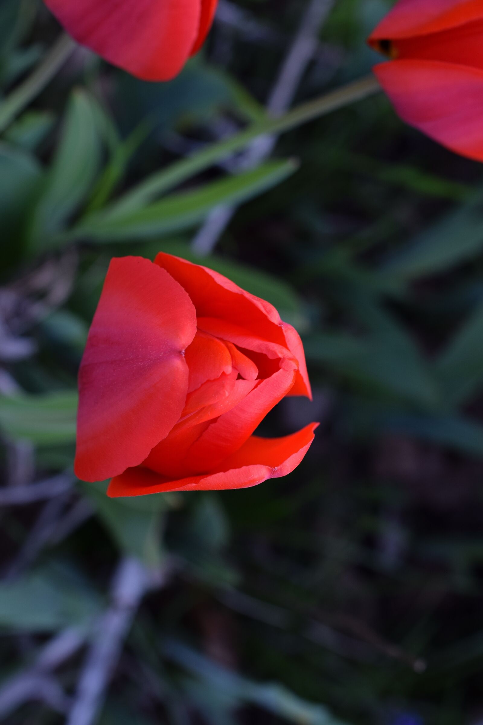 Nikon D5300 sample photo. Red tulip, tulips, flowers photography