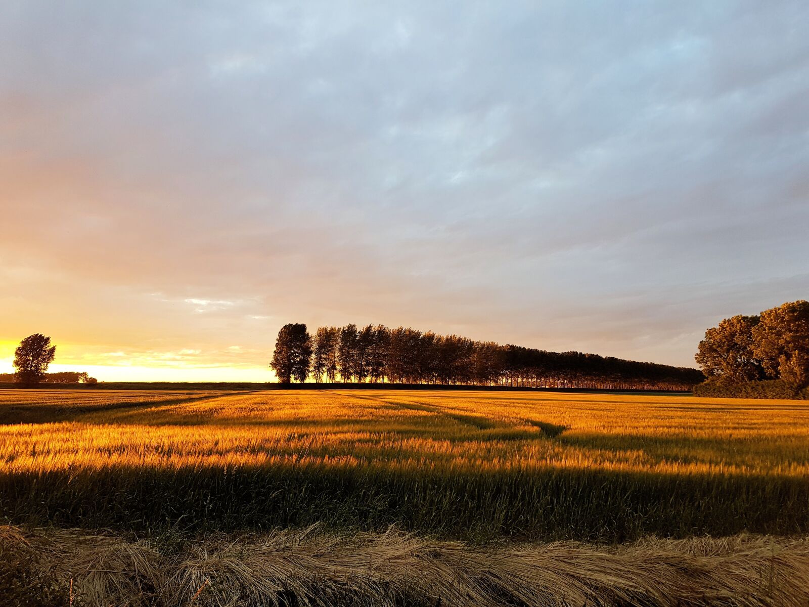 Samsung Galaxy S7 sample photo. Polder, trees, sunset photography