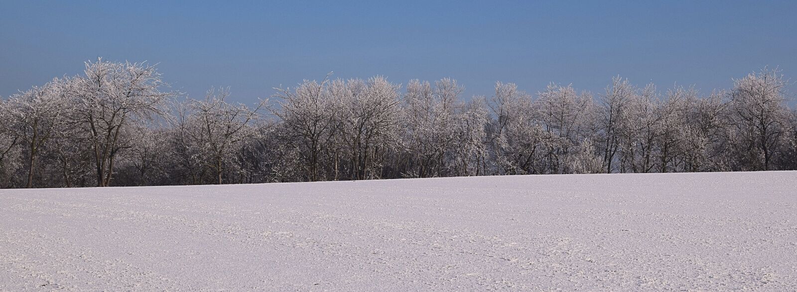 Nikon D3300 sample photo. Wintry, iced, winter mood photography