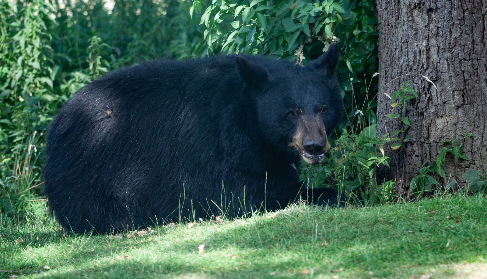 150-600mm F5-6.3 DG OS HSM | Contemporary 015 sample photo. North american black bear photography