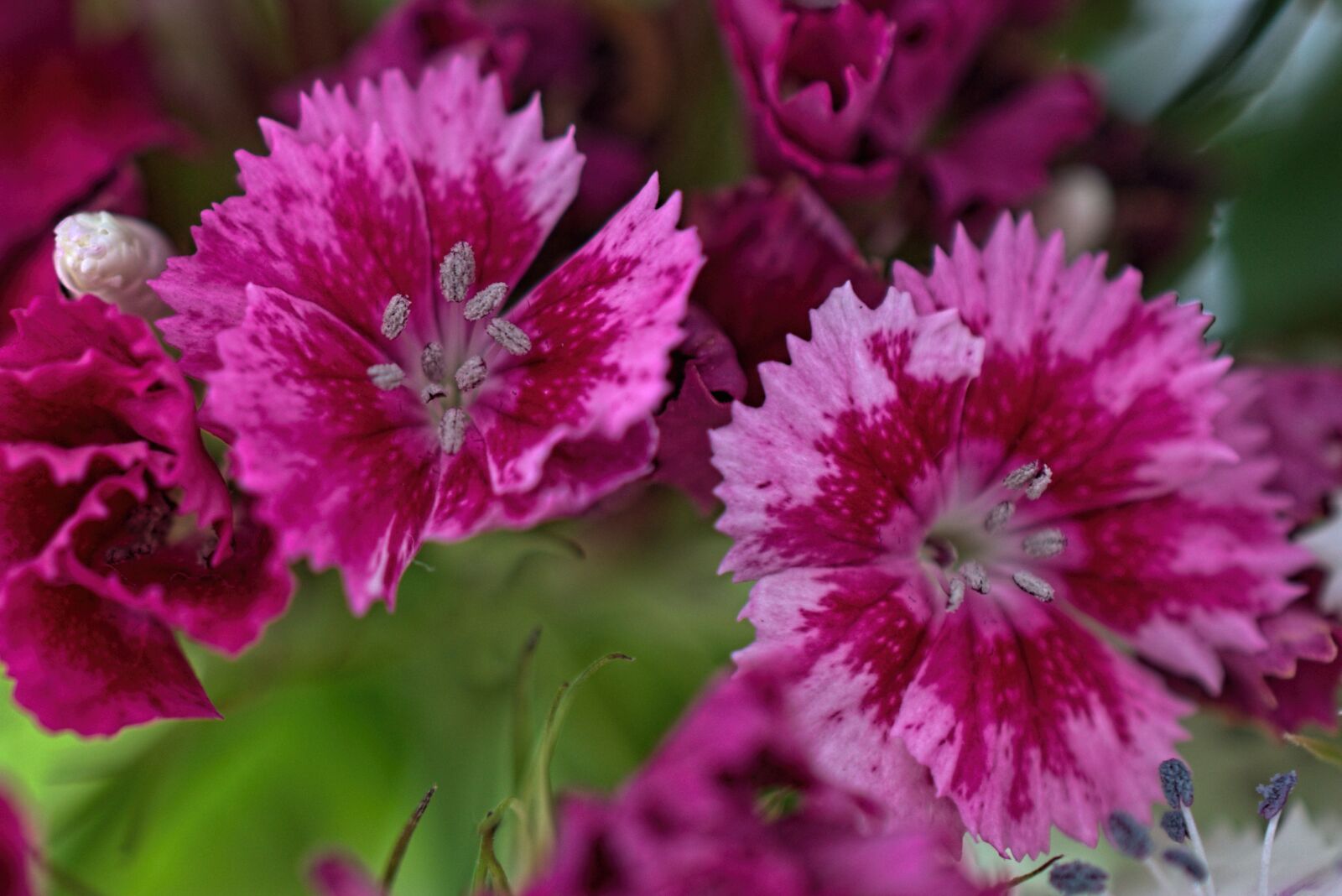 Nikon D3400 sample photo. Flowers, duizendschone, flower photography