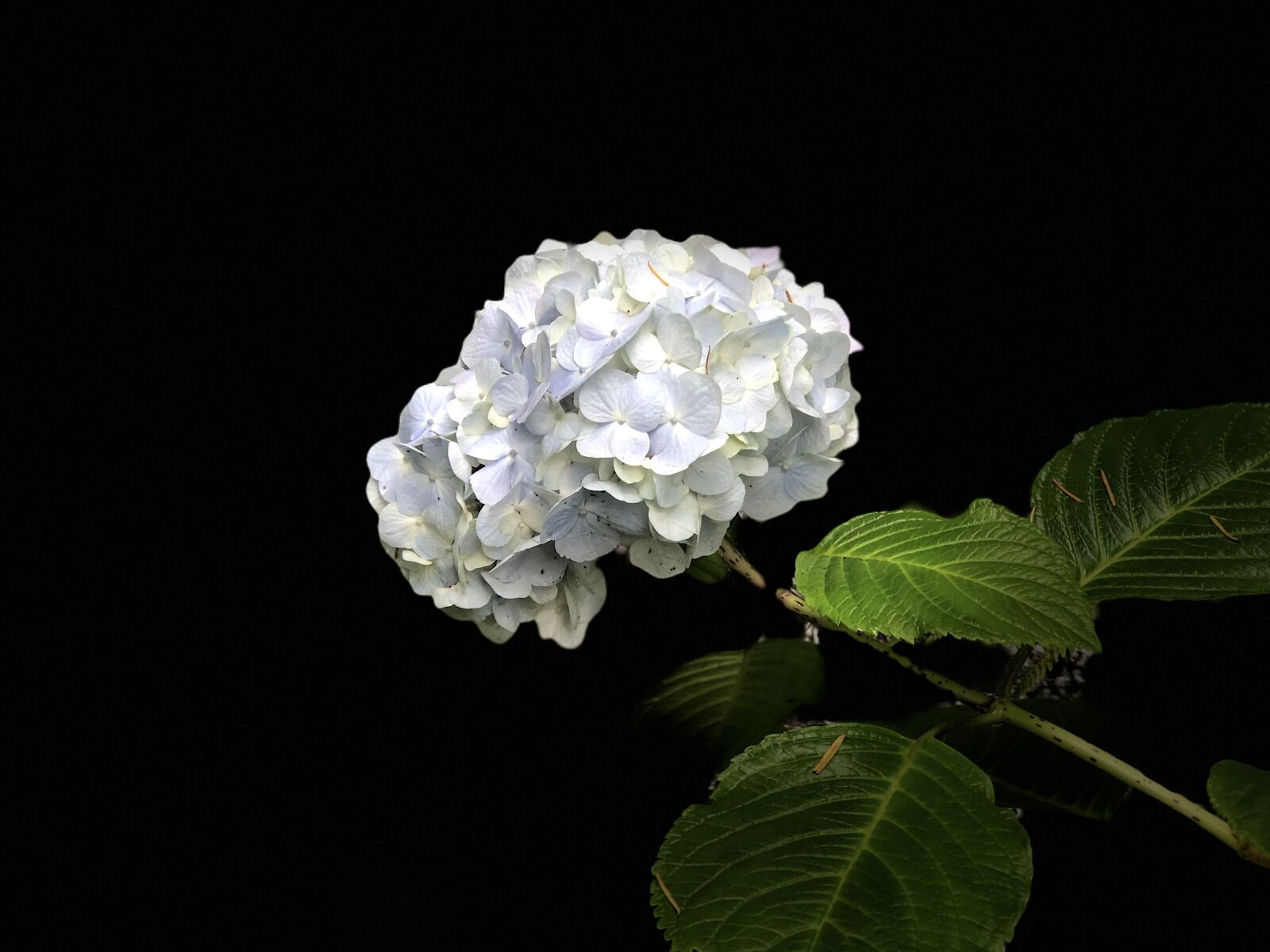 Apple iPhone 8 Plus sample photo. Flower, hydrangea, bloom photography