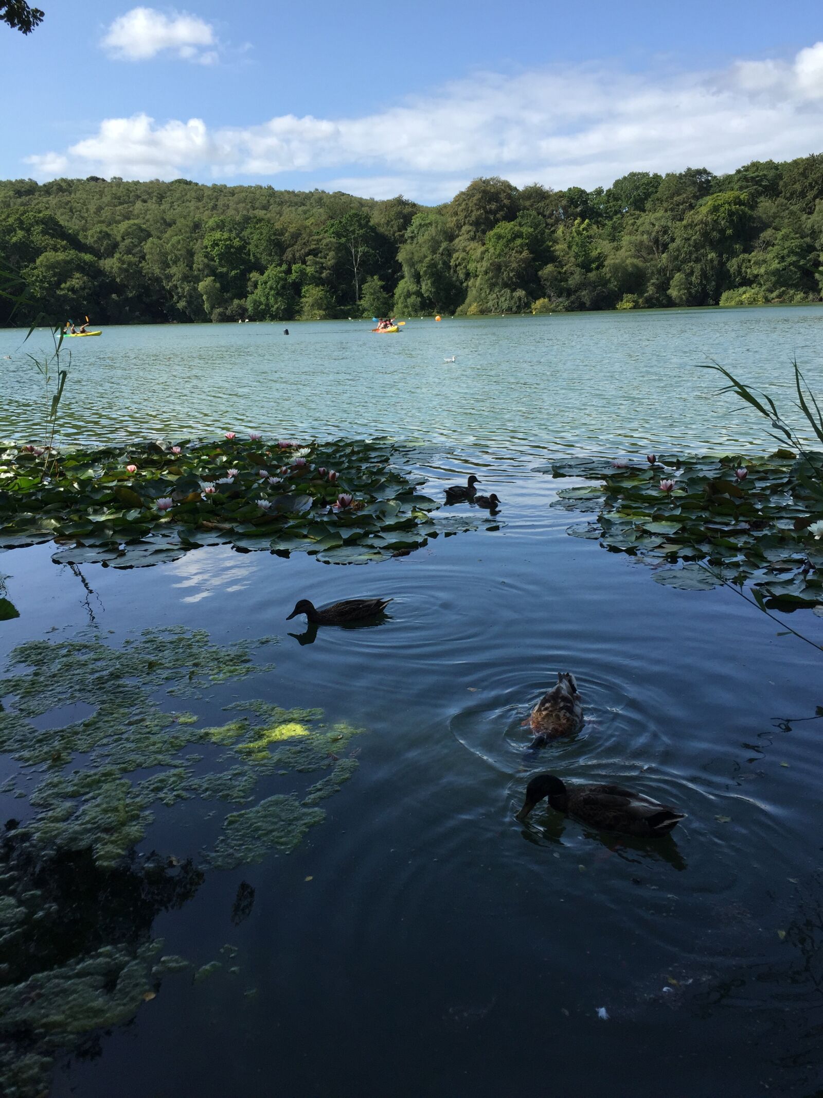 iPhone 6 back camera 4.15mm f/2.2 sample photo. Pond, lake, nature photography
